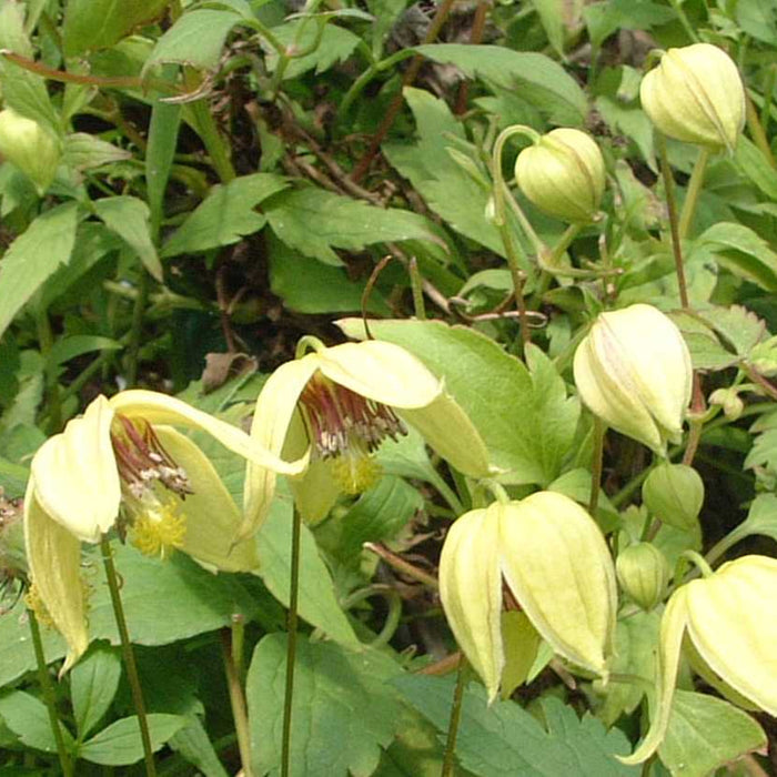 Buy Clematis serratifolia 'Golden Harvest' online UK