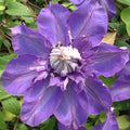 Buy Clematis 'Shikoo' online UK
