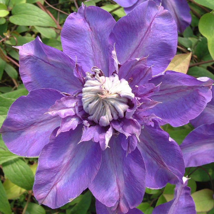 Buy Clematis 'Shikoo' online UK
