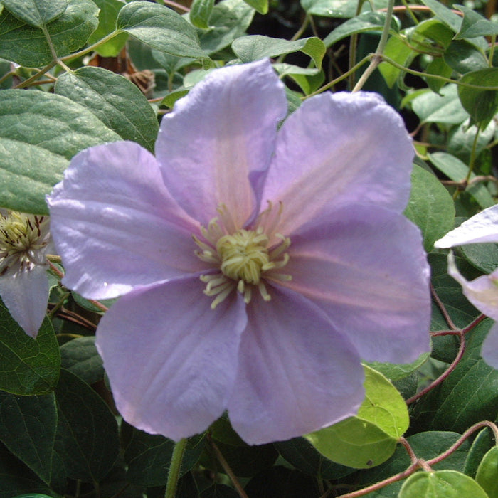 Buy Clematis 'Silver Moon' online UK