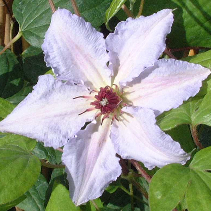 Buy Clematis 'Snow Queen' online UK
