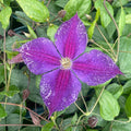 Buy Clematis 'Star of India' online UK