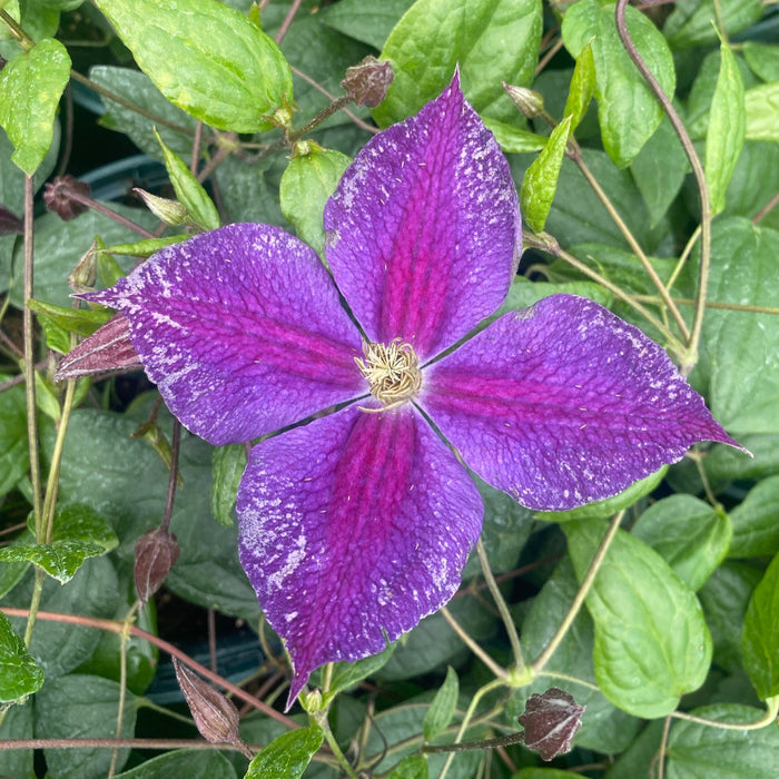 Buy Clematis 'Star of India' online UK