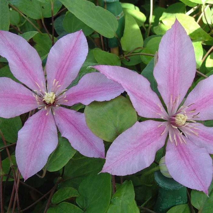 Buy Clematis 'Sugar Candy' online UK