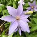 Buy Clematis 'Sugar Sweet' online UK