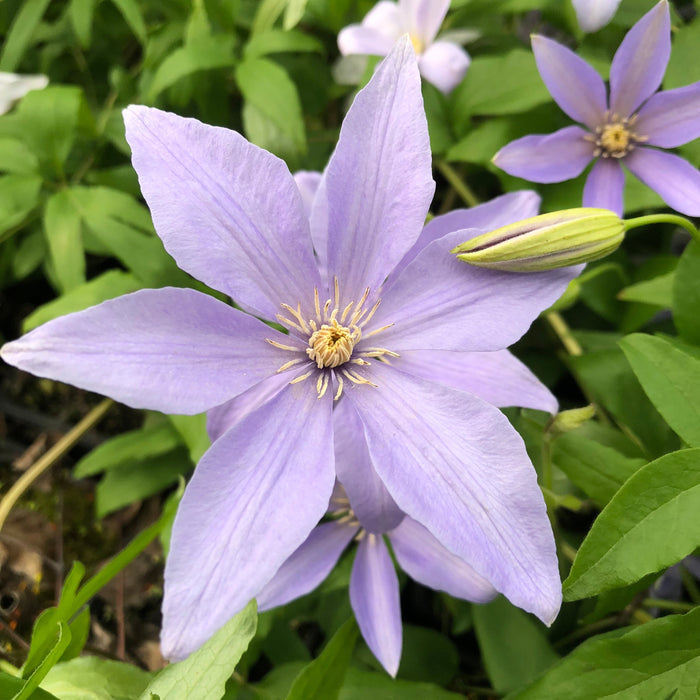 Buy Clematis 'Sugar Sweet' online UK