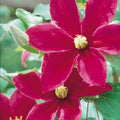 Buy Clematis 'Sunset' online UK