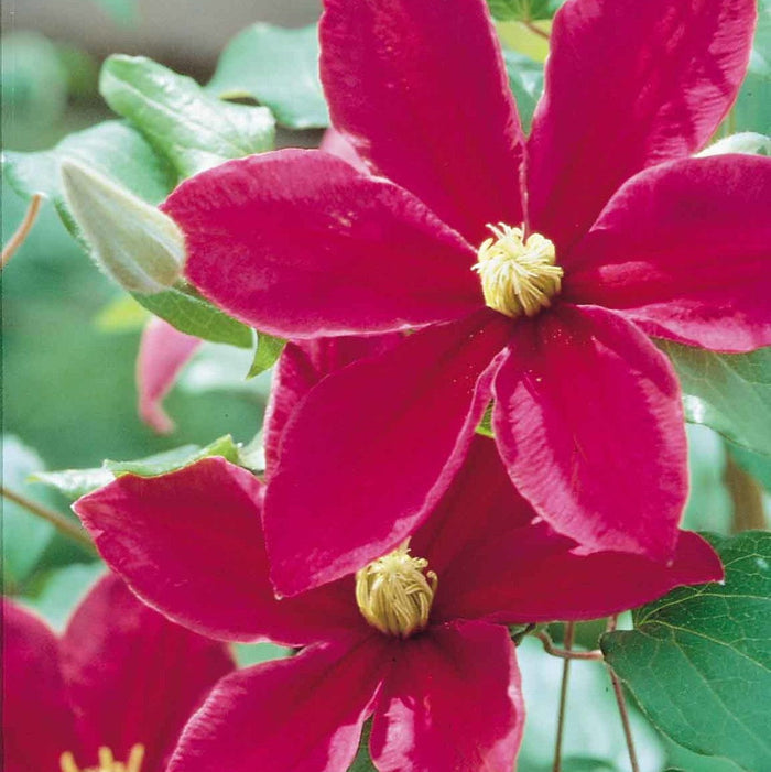 Buy Clematis 'Sunset' online UK