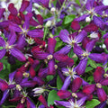 Buy Clematis 'Sweet Summer Love' online UK