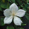 Buy Clematis 'Sylvia Denny' online UK