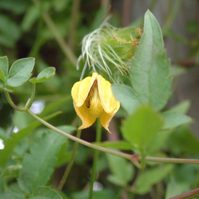 Buy Clematis tangutica (Golden Clematis) online UK