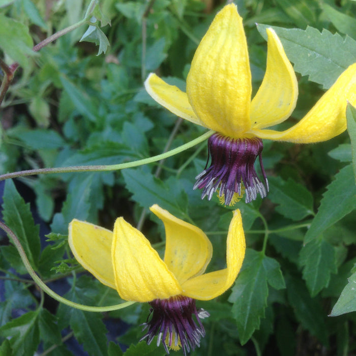 Buy Clematis tangutica 'Golden Tiara' online UK