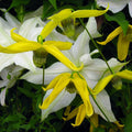 Buy Clematis tangutica 'Helios' online UK