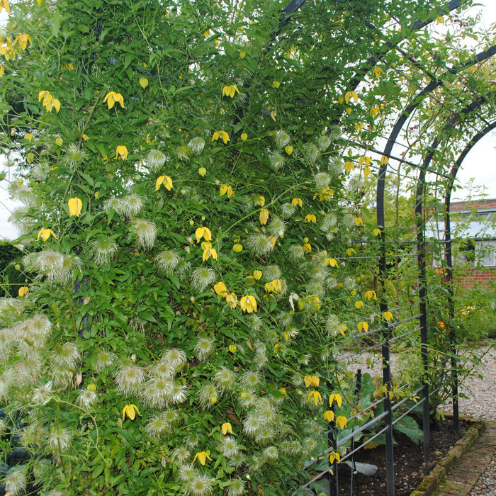 Buy Clematis tangutica 'Lambton Park' online UK