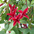 Buy Clematis texensis 'Gravetye Beauty' online UK