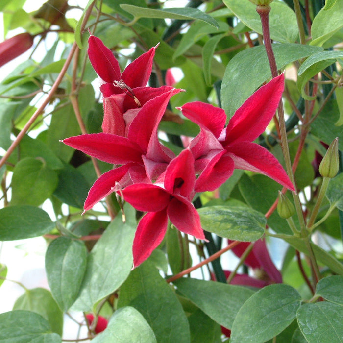 Buy Clematis texensis 'Gravetye Beauty' online UK