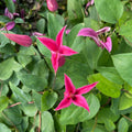 Buy Clematis texensis 'Princess of Wales' online UK