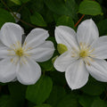 Buy Clematis 'The Bride' online UK