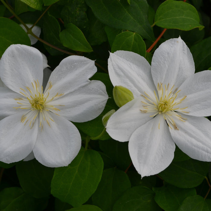 Buy Clematis 'The Bride' online UK