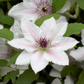 Buy Clematis 'The Countess of Wessex' (Evipo073) online UK