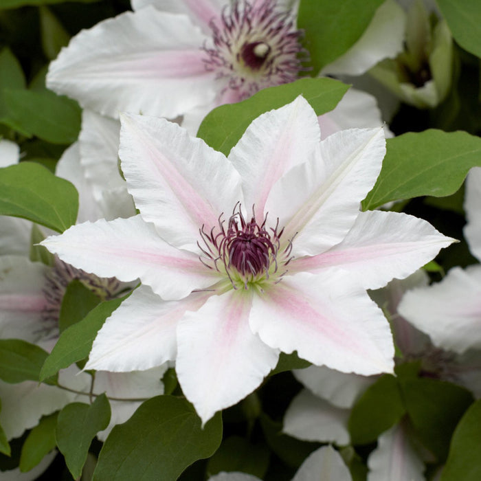Buy Clematis 'The Countess of Wessex' (Evipo073) online UK