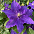 Buy Clematis 'The Duchess of Cornwall' (Evipo118) online UK
