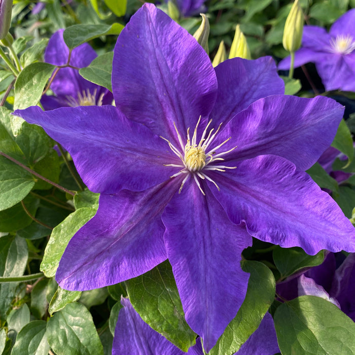 Buy Clematis 'The Duchess of Cornwall' (Evipo118) online UK