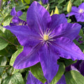 Buy Clematis 'The Duchess of Cornwall' Raymond Evison (Evipo118) online UK