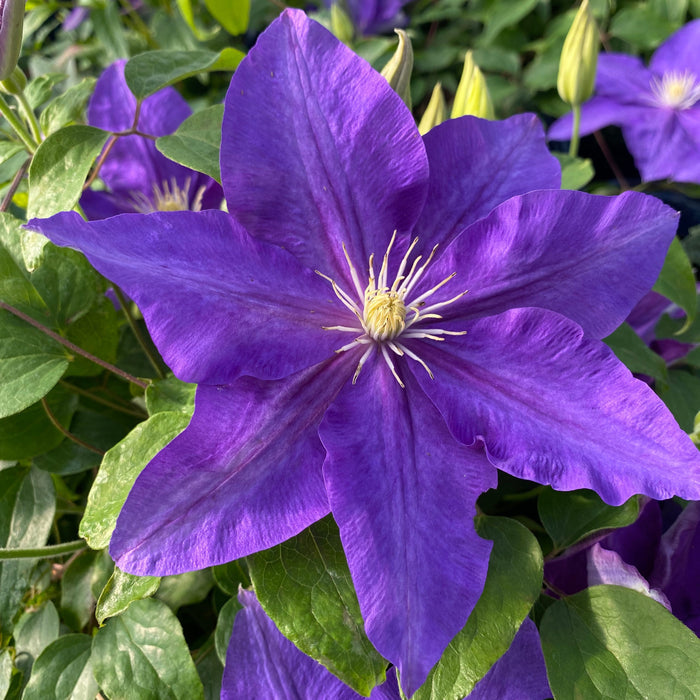 Buy Clematis 'The Duchess of Cornwall' Raymond Evison (Evipo118) online UK