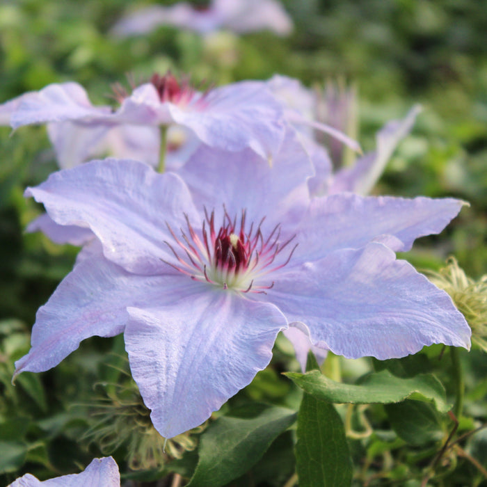 Buy Clematis 'The First Lady' online UK