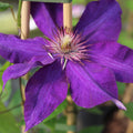 Buy Clematis 'The President' online UK
