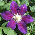 Buy Clematis 'The Vagabond' online UK