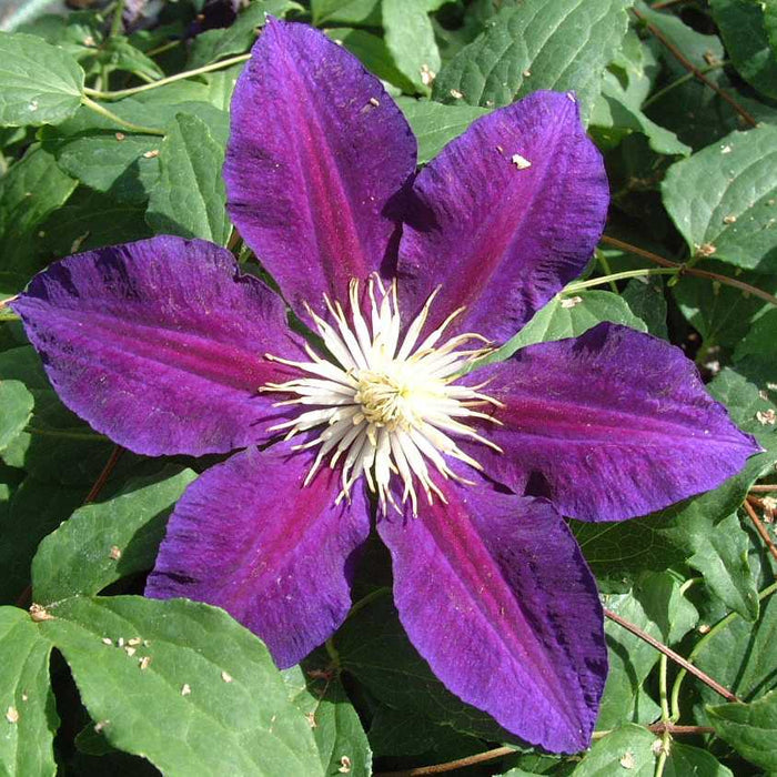 Buy Clematis 'The Vagabond' online UK