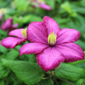 Buy Clematis 'Tickled Pink' online UK