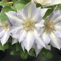 Buy Clematis 'Tranquilite' Raymond Evison (Evipo111) online UK