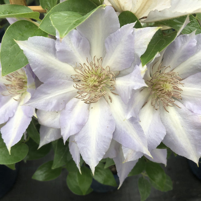 Buy Clematis 'Tranquilite' Raymond Evison (Evipo111) online UK