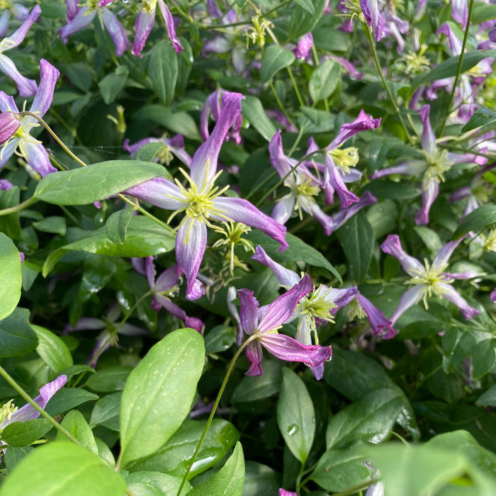 Buy Clematis triternata 'Rubromarginata' online UK