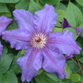 Buy Clematis 'Tumaini' (EviGsy151) online UK