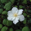 Buy Clematis 'Veronica's Choice' online UK