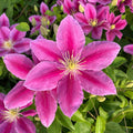 Buy Clematis 'Vicki' Raymond Evison (Evipo011) online UK
