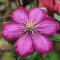 Buy Clematis 'Ville De Lyon' online UK