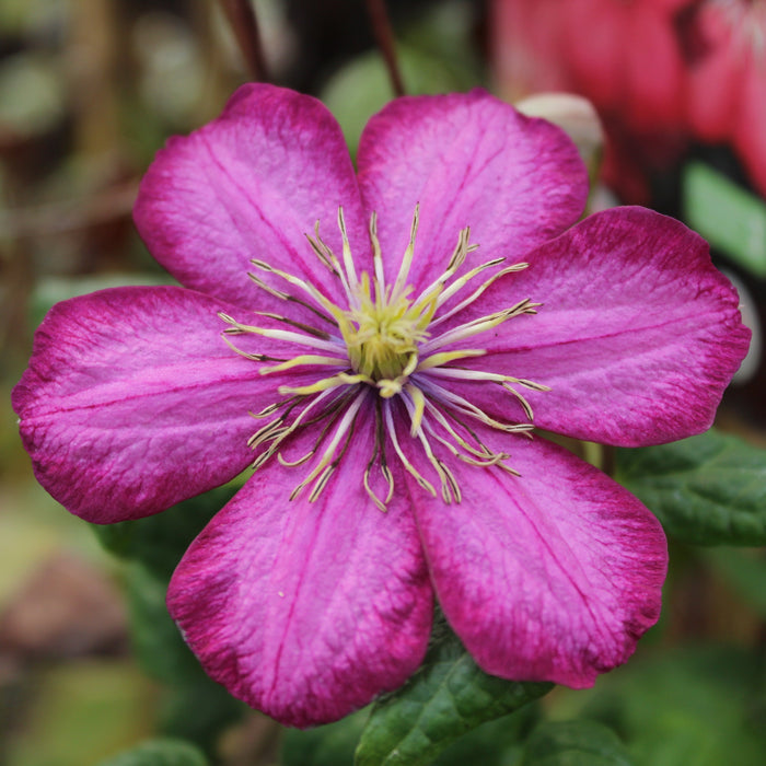 Buy Clematis 'Ville De Lyon' online UK