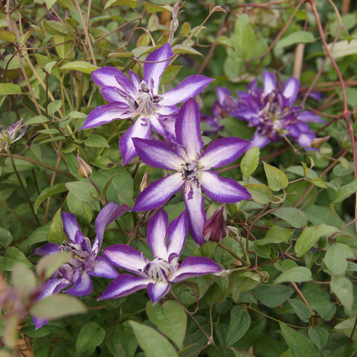 Buy Clematis viticella 'Astra Nova' online UK