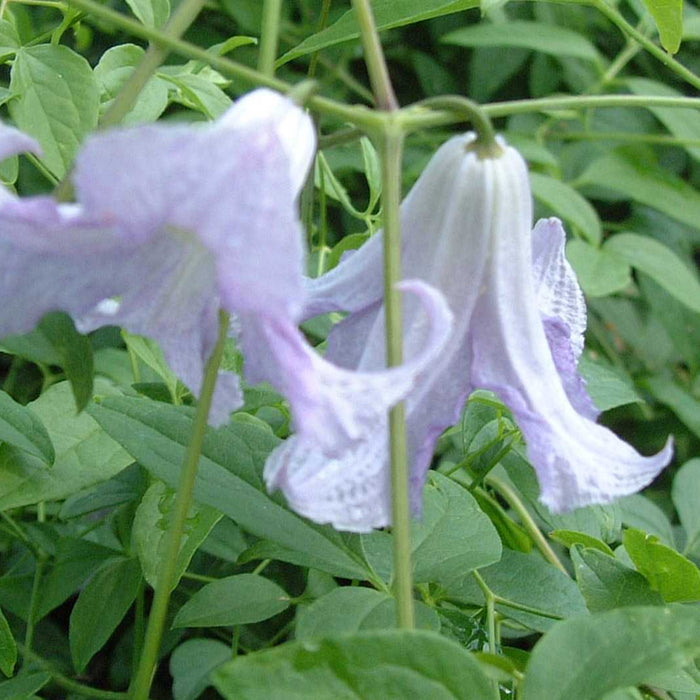 Clematis viticella 'Betty Corning' flowering with bell shaped light lilac petals
