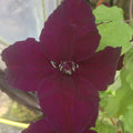 Buy Clematis viticella 'Dark Eyes' online UK