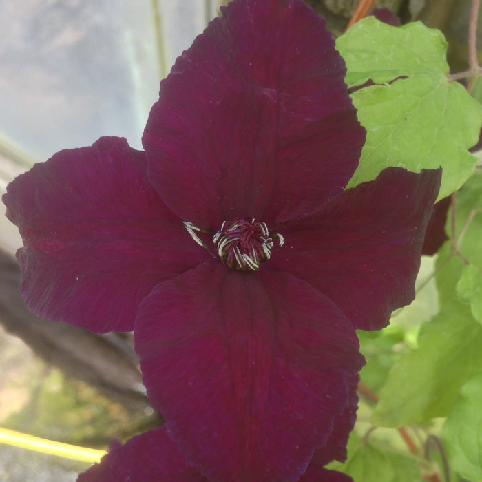 Buy Clematis viticella 'Dark Eyes' online UK