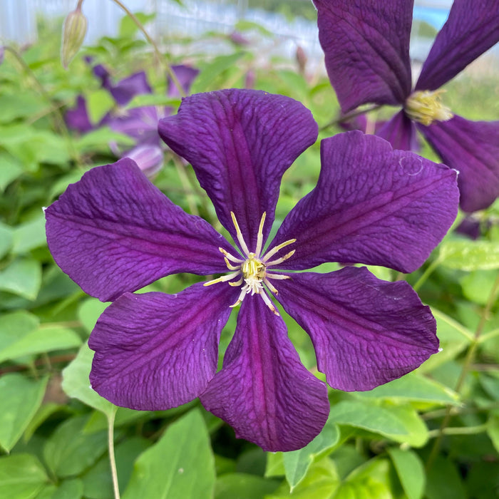 Buy Clematis viticella 'Etoile Violette' online UK