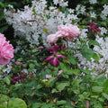 Buy Clematis viticella 'Kermesina' online UK