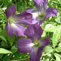 Buy Clematis viticella 'Little Bas' online UK