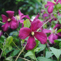 Buy Clematis viticella 'Madame Julia Corevon' online UK